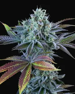 Auto French Cookies