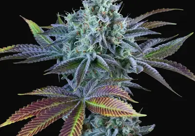 Auto French Cookies