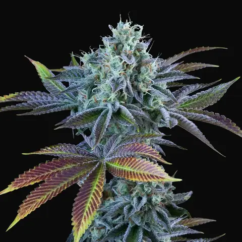 Auto French Cookies