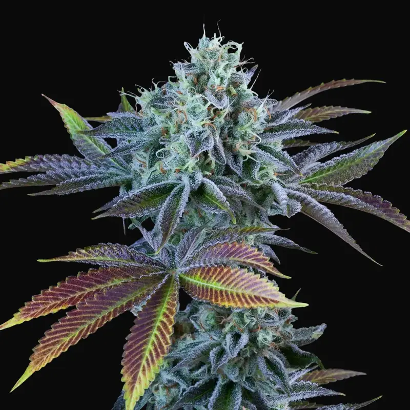 Auto French Cookies