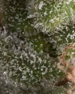 Auto Fresh Candy