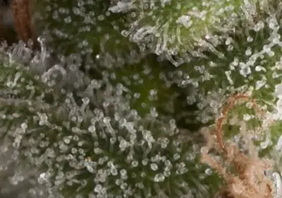 Auto Fresh Candy