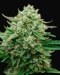Fruit by the Foot Auto