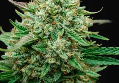 Fruit by the Foot Auto