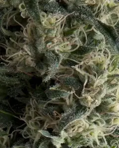 Auto Galaxy
