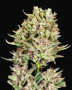 Garlic Jam Auto