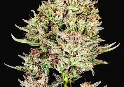 Garlic Jam Auto
