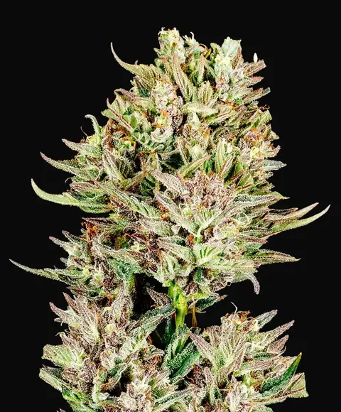 Garlic Jam Auto