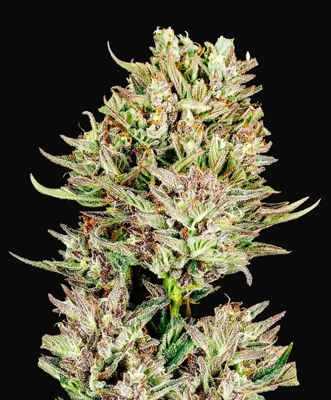 Garlic Jam Auto