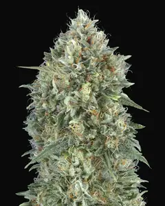 Auto Gelato 33