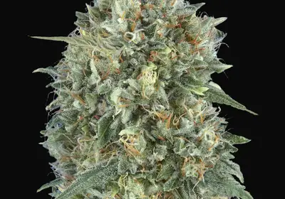 Auto Gelato 33