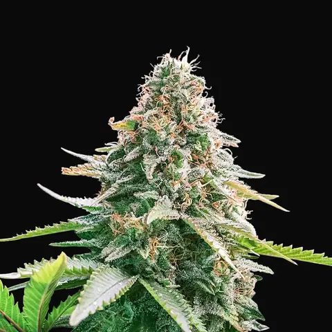 Auto Gelato Samba