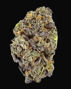 TB Gelato Auto