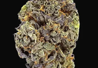 TB Gelato Auto