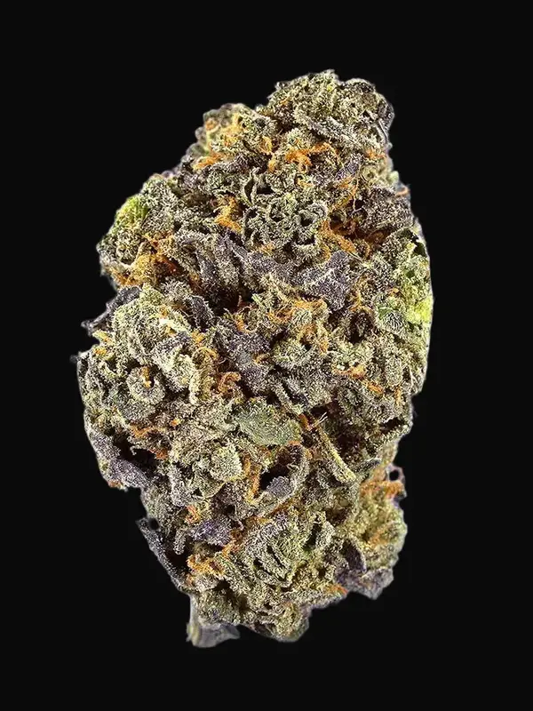 TB Gelato Auto