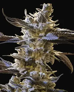 Ghost Train OG Auto