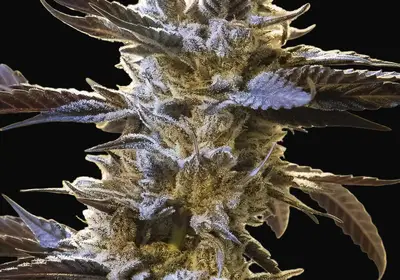 Ghost Train OG Auto