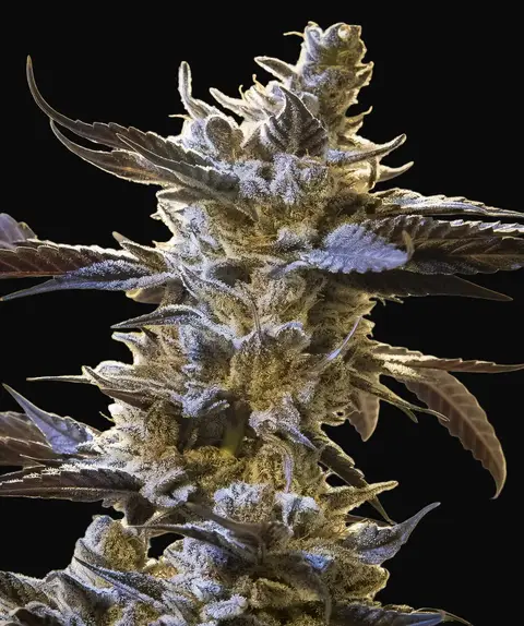 Ghost Train OG Auto