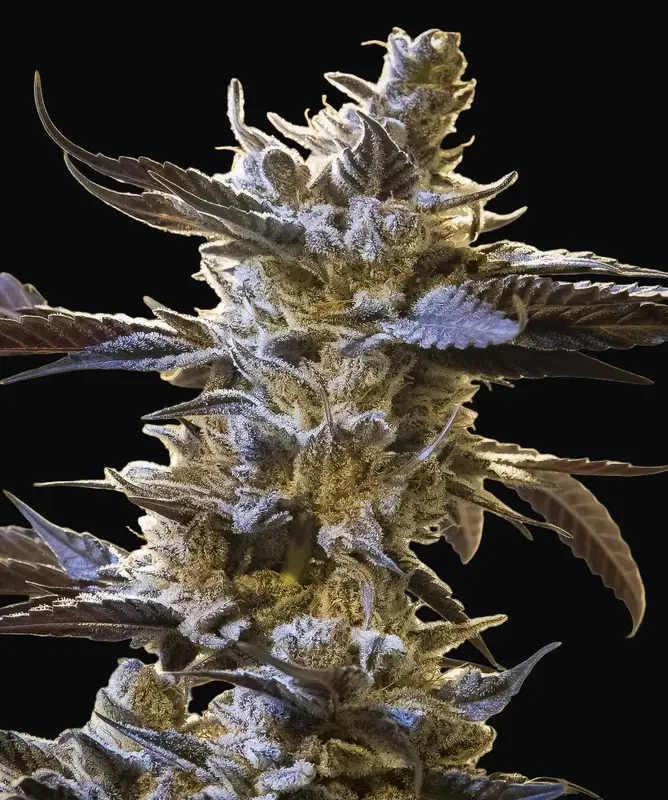 Ghost Train OG Auto