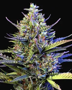 Auto Gigabud