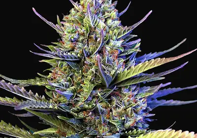 Auto Gigabud