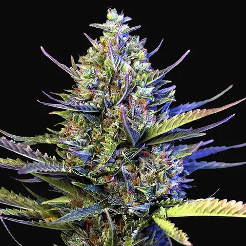 Auto Gigabud