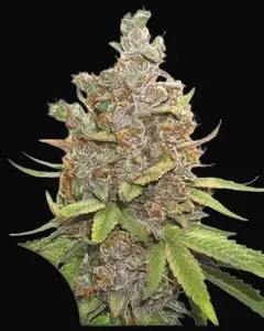 Auto Glueberry O.G.