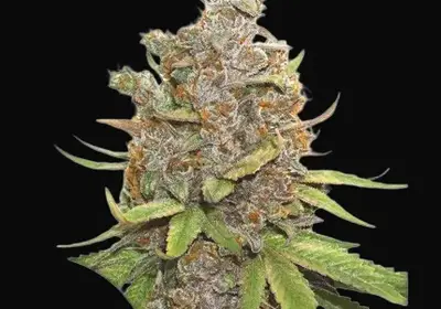 Auto Glueberry O.G.