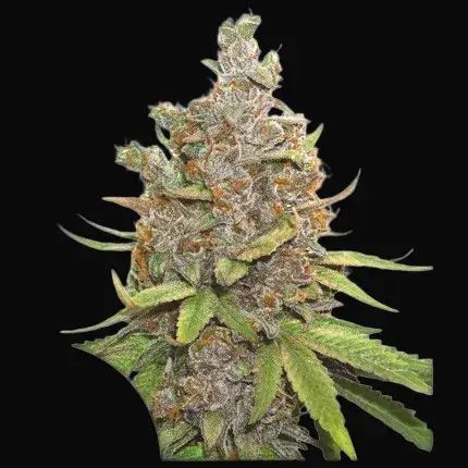 Auto Glueberry O.G.