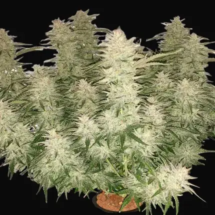 Auto Glueberry O.G. — zdjęcie 2