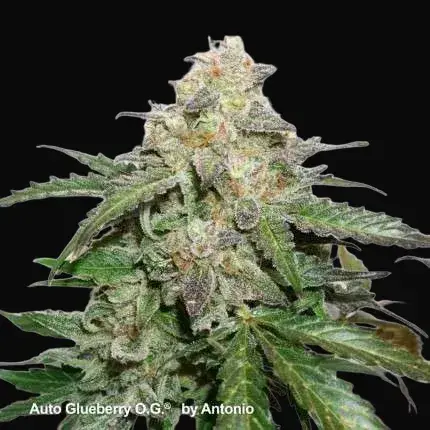 Auto Glueberry O.G. — zdjęcie 4