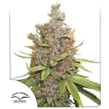 Auto Glueberry O.G.