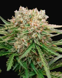 GMO OG Auto