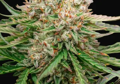 GMO OG Auto
