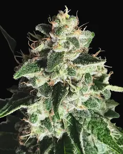 Auto God's Glue