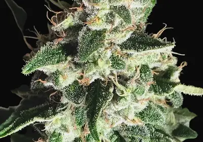 Auto God's Glue