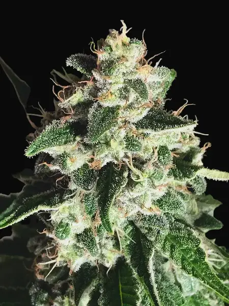 Auto God's Glue