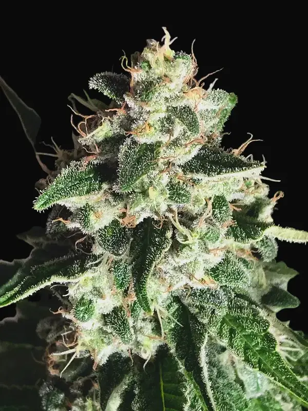 Auto God's Glue