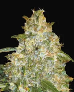 Auto Good Wild Shark