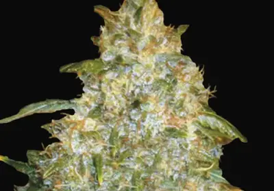 Auto Good Wild Shark