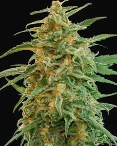 Auto Gorilla