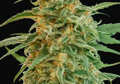 Auto Gorilla