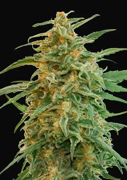 Auto Gorilla