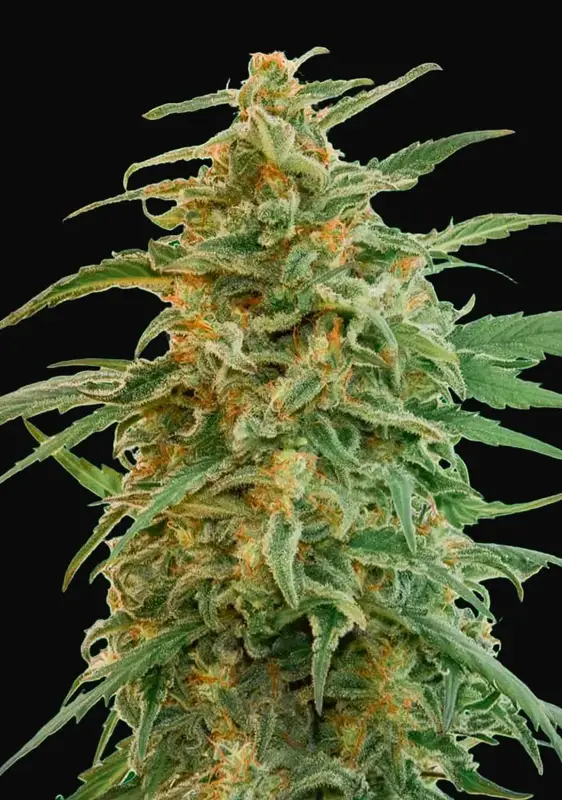 Auto Gorilla