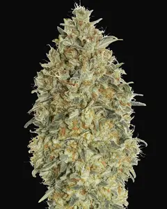 Auto Gorilla Blue