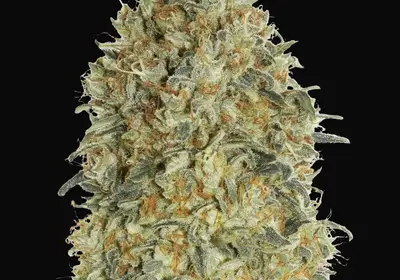 Auto Gorilla Blue