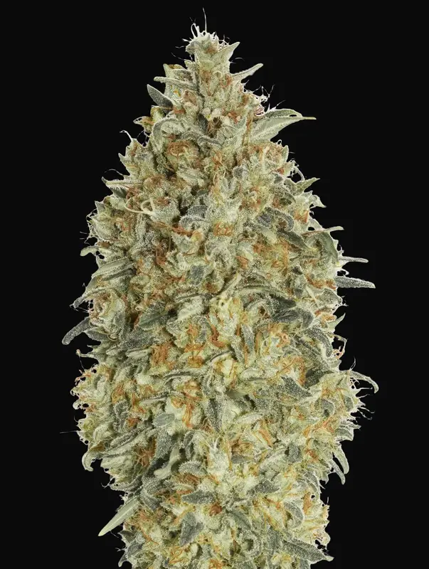 Auto Gorilla Blue