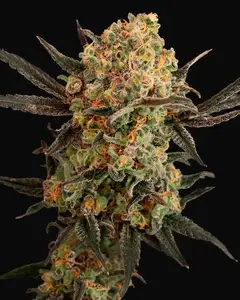 Gorilla Cookies Auto
