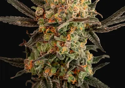 Gorilla Cookies Auto
