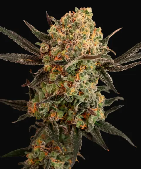Gorilla Cookies Auto